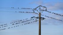 طيور الزرازير على أسلاك كهرباء (غيوم سوفان/ فرانس برس)