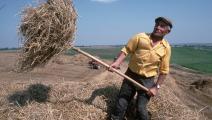 القمح في أوكرانيا/Getty