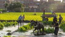 مزرعة أرز بمصر في منطقة الدلتا (getty)