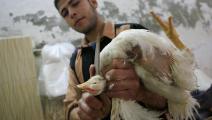 دجاج مصر (خالد دسوقي/فرانس برس)