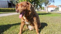 البرتغال/أكبر كلب سناً في العالم (كاتارينا ديموني/رويترز)