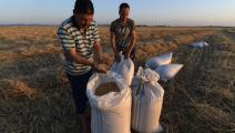 حصاد القمح في تونس/فرانس برس