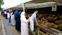 أسواق أضاحي عيد الأضحى في المغرب (العربي الجديد)