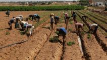 مزارعون في قطاع غزة (عبد الحكيم أبو رياش)