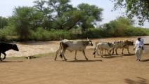 ثروة حيوانية السودان (أشرف شاذلي/فرانس برس)
