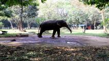 فيلة بنغلادش (نورفوتو/Getty)