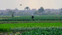 مصر/اقتصاد/الزراعة في مصر/23-02-2016 (الأناضول)