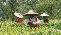 سوق الشاي - القسم الثقافي
