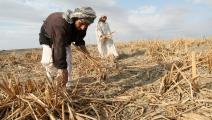 العراق/اقتصاد/الزراعة في العراق (جفاف)/29-01-2016 (فرانس برس)