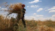 القمح في سورية-اقتصاد-5-6-2016 (Getty)