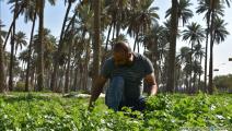 زراعة العراق (العربي الجديد)
