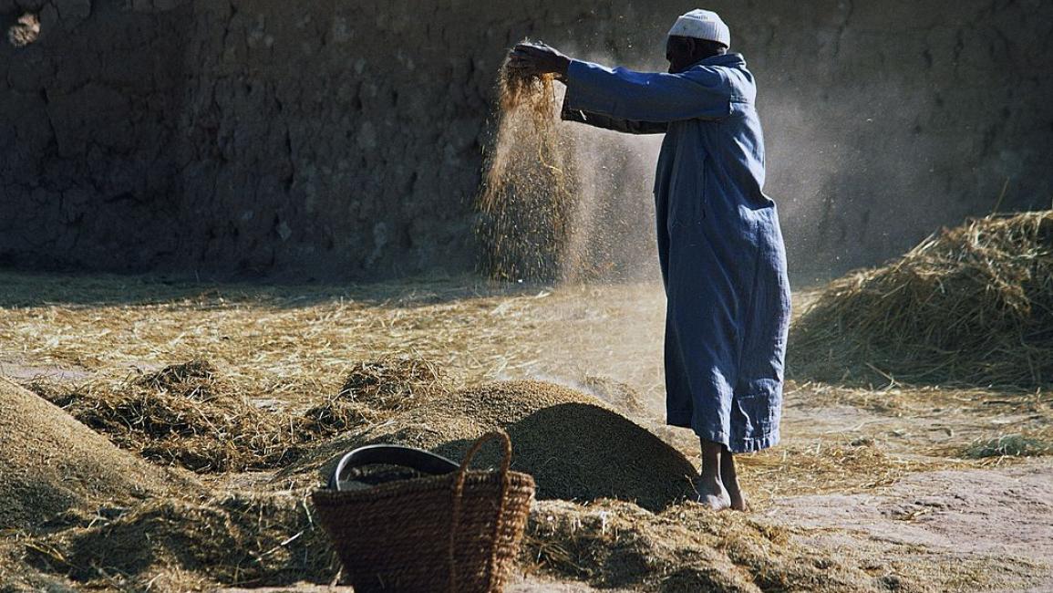 الهموم تطارد مزارعي الأرز المصريين في عهد السيسي (فرانس برس)