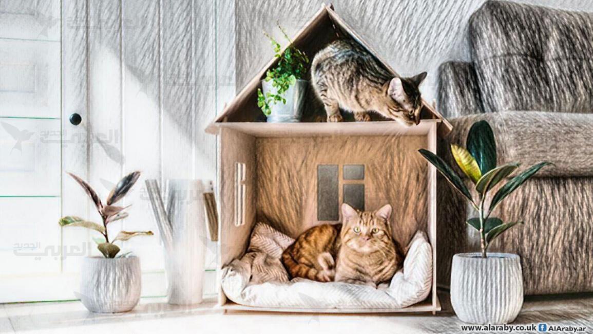 بيت القطط