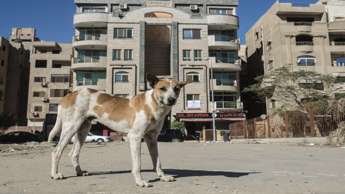 الكلاب في مصر/غيتي/مجتمع