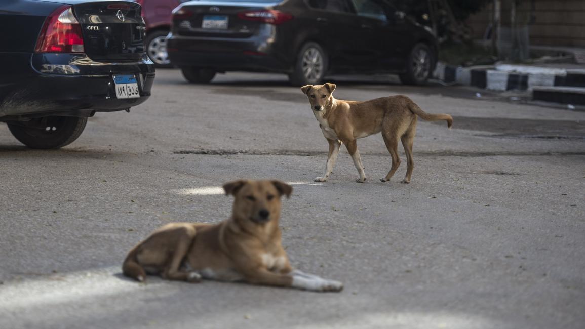 انتشار الكلاب الضالة في شوارع مصر (خالد دسوقي/فرانس برس)