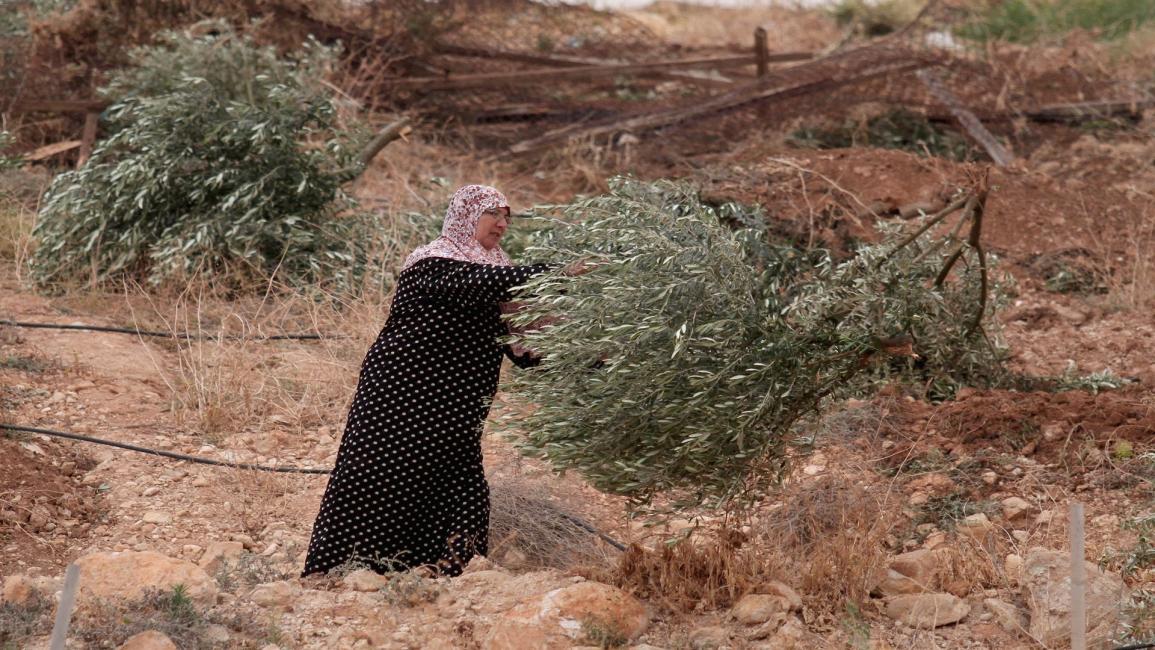 امرأة تحمل شجرة زيتون مقطوعة/مجتمع (نضال اشتيه/ الأناضول)