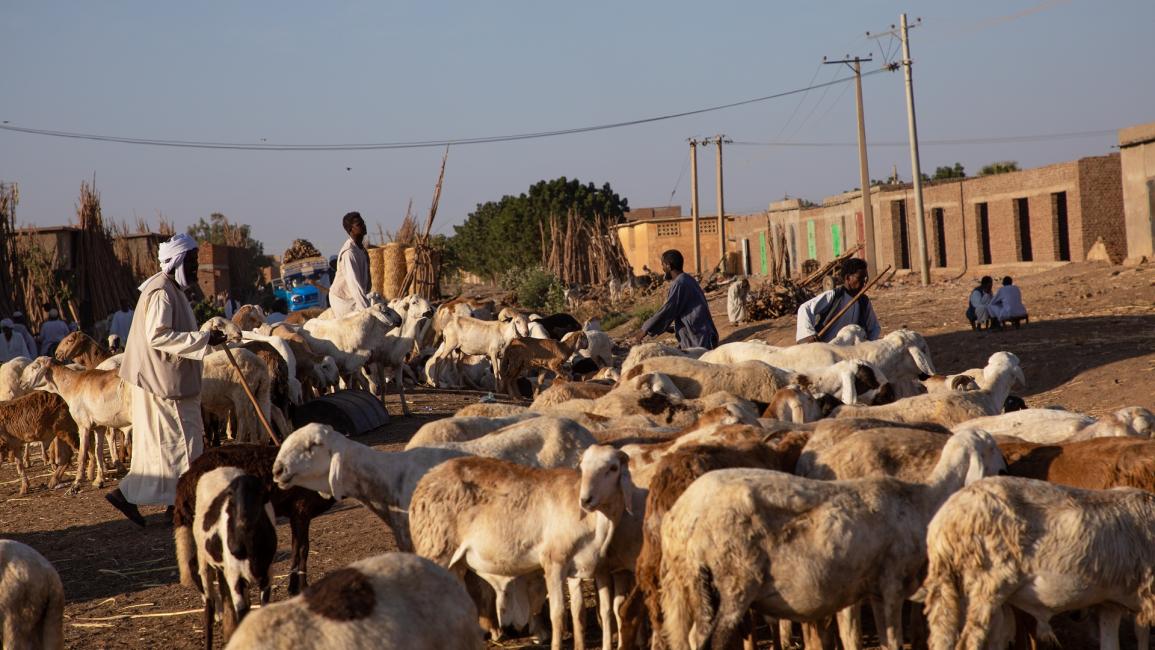 ماشية في السودان - مجتمع