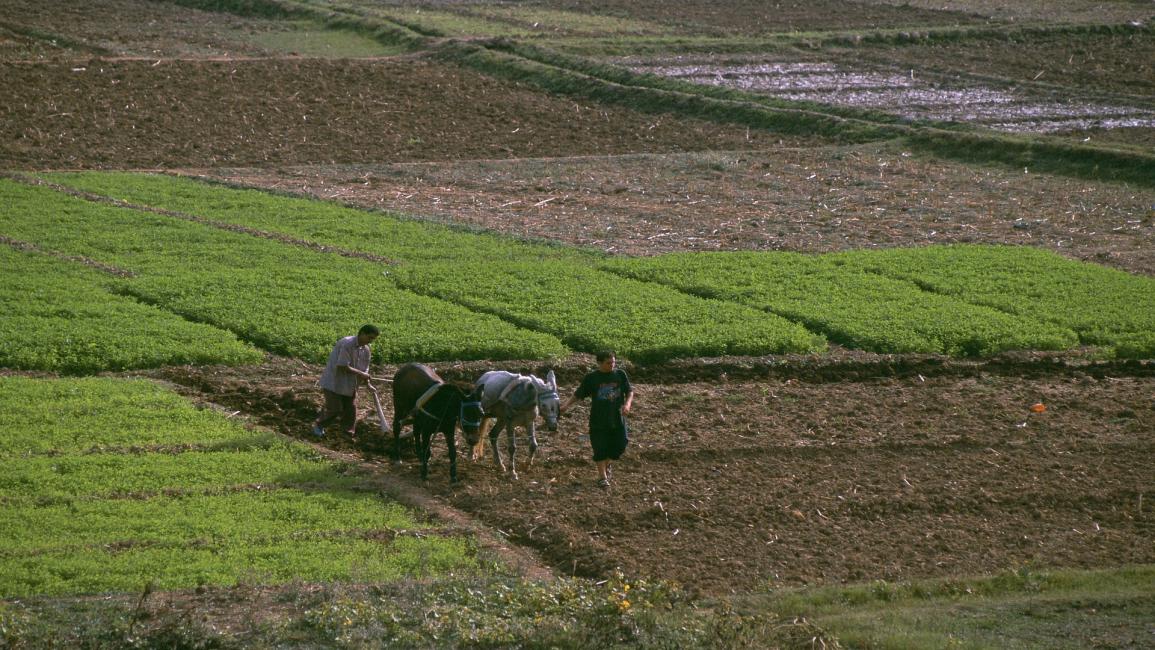 أرض زراعية في المغرب- Getty