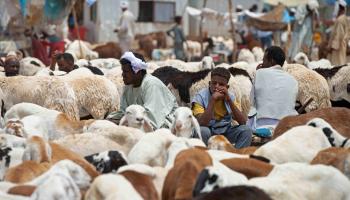 أسواق الأضاحي/المواشي في السودان (فرانس برس)