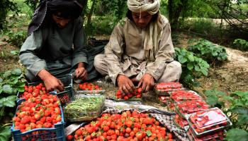مزارعون أفغان يحصدون محصول الفراولة في قندهار/فرانس برس