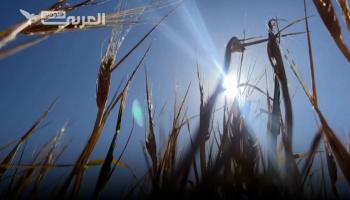 يمنيون يزرعون القمح بسبب الغموض بشأن الاستيراد