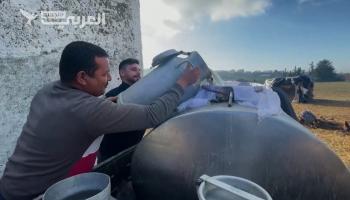 أزمة الحليب في تونس تتفاقم.. ما هي أسبابها؟	