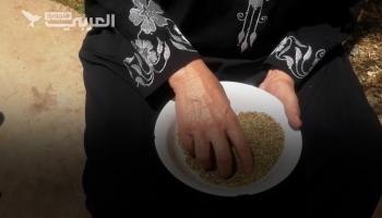 "فريك القمح"... وجبة صحيّة لا غنى عنها في بلاد الشام