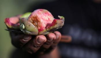 موسم حصاد فاكهة "التين الشوكي" في قطاع غزة