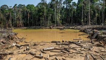 قضى الإنسان على الغابات التي يمكن أن تنقذه من تغيّر المناخ (أرنستو بينيفيدس/ فرانس برس)