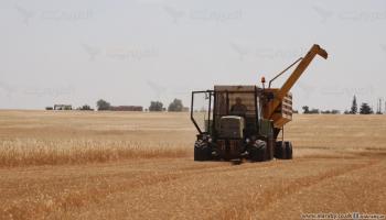 حصاد القمح في شمال شرق سورية - 28 مايو 2024 (العربي الجديد)