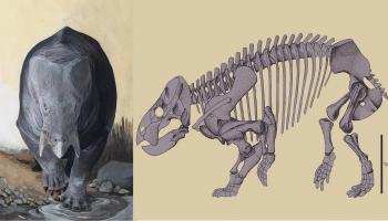 اكتشاف جديد: كائن بحجم الفيل عاصر الديناصورات