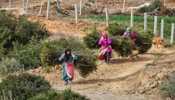 حصاد الزيتون في المغرب/ Getty
