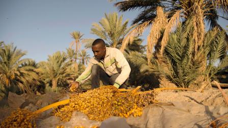 الجفاف يهدد محصول التمور بالمغرب/فرانس برس، فاضل سينا في 27 أكتوبر 2016