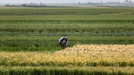 الزراعة في المغرب/ القمح/ منطقة مرشيش 18 أبريل 2024 (فرانس برس)