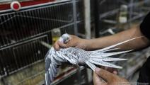تفريخ وتربية الطيور في غزة (عبد الحكيم أبو رياش/العربي الجديد)