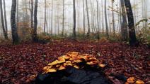 روعة الخريف في "قاستامونو" التركية تجذب عاشقي الطبيعة